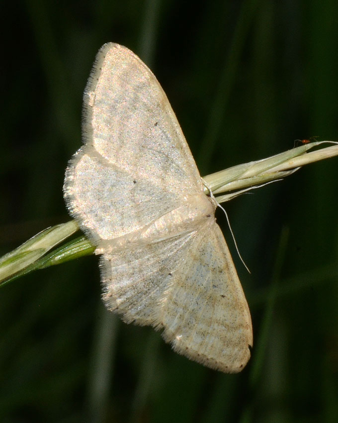 IDAEA da identificare?